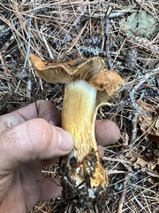 Cortinarius mucosus