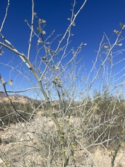 Parkinsonia texana texana