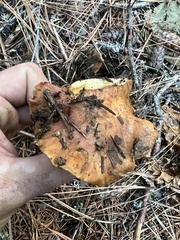 Cortinarius mucosus