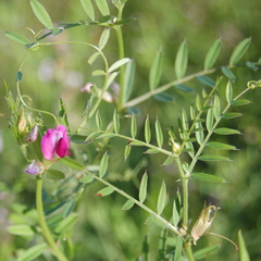 Vicia sativa nigra