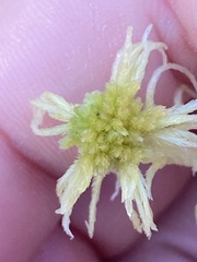 Sphagnum angustifolium