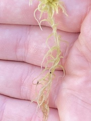 Sphagnum angustifolium