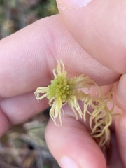 Sphagnum angustifolium