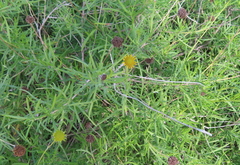 Sidneya tenuifolia