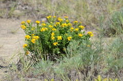 Lithospermum canescens