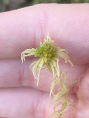 Sphagnum angustifolium