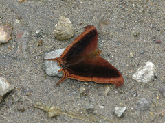 Marpesia zerynthia