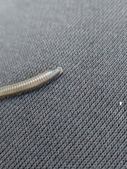 Dolichoiulus dendromystax