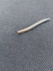 Dolichoiulus dendromystax