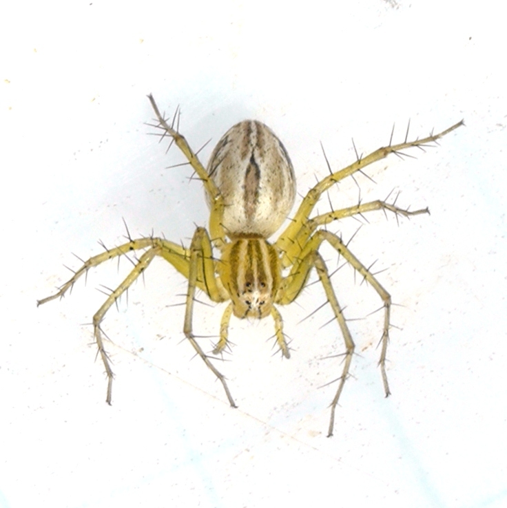 Wild Utah photos, descriptions and locations - Lynx Spider, Oxyopes, tan, 2  mm long, striped legs, long face