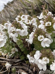 Euphrasia gibbsiae