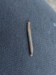 Dolichoiulus dendromystax