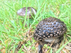 Amanita nothofagi