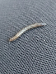 Dolichoiulus dendromystax