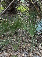 Serenoa repens