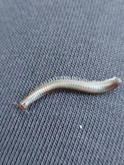 Dolichoiulus dendromystax