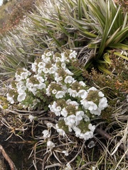 Euphrasia gibbsiae