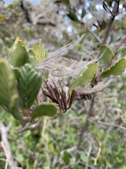 Cercocarpus betuloides