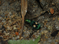 Pseudoxycheila