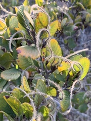 Cercocarpus betuloides