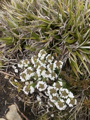 Euphrasia gibbsiae