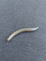 Dolichoiulus dendromystax