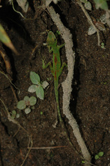 Anolis gemmosus