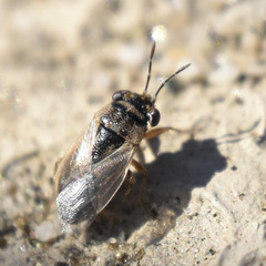 Geocoris