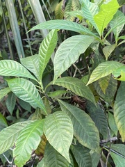 Psychotria