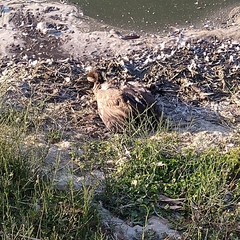 Branta canadensis