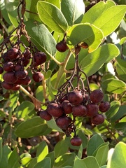 Arctostaphylos insularis