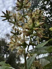 Oligactis sessiliflora