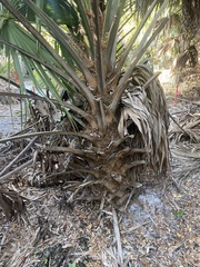 Thrinax radiata