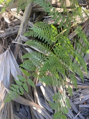 Pteridium caudatum