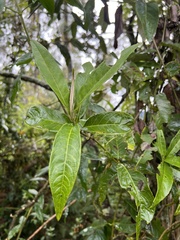 Oligactis sessiliflora