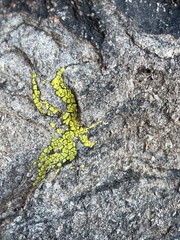 Candelariella rosulans
