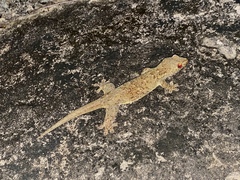 Gehyra