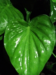 Alocasia cucullata