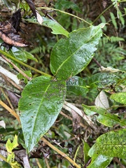 Oligactis sessiliflora