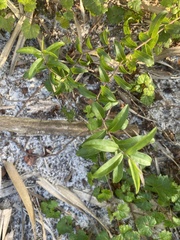 Croton glandulosus