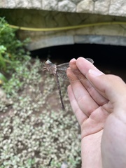 Gynacantha subinterrupta