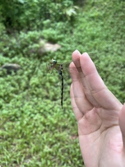 Gynacantha subinterrupta