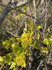 Delairea odorata