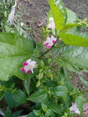 Torenia fournieri