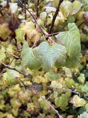 Ribes sanguineum