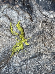 Candelariella rosulans