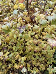 Ribes sanguineum