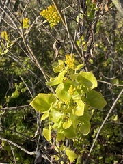 Delairea odorata