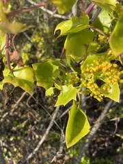 Delairea odorata