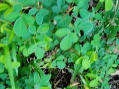 Arachis duranensis